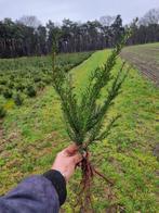Taxus baccata 60/80 wortelgoed, Ophalen, Taxus, Haag, Minder dan 100 cm