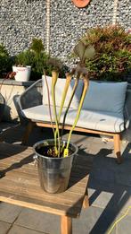 Sarracenia plant. Type falbala, Ophalen, Volle zon, Vaste plant, Zomer