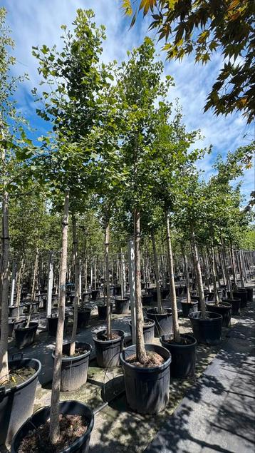 Japanse notenbomen in verschillende maten! beschikbaar voor biedingen