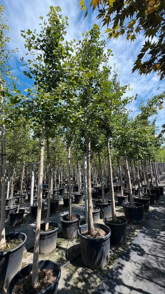 Japanse notenbomen in verschillende maten!, Tuin en Terras, Planten | Bomen, Ophalen of Verzenden