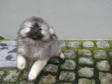 Wolfskees teefje puppy beschikbaar voor biedingen