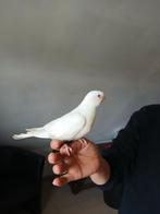 Tamme princes of wallesparkieten, Dieren en Toebehoren