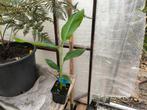 Musa Cheesmanii, Ophalen of Verzenden