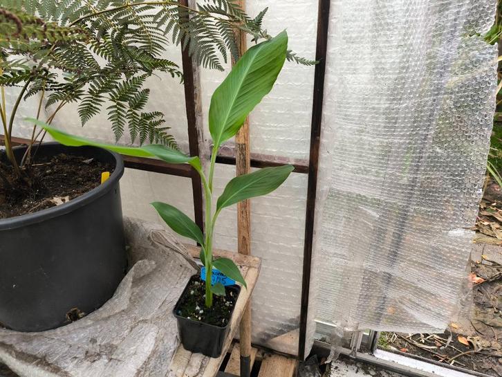 Musa Cheesmanii, Tuin en Terras, Planten | Tuinplanten, Ophalen of Verzenden