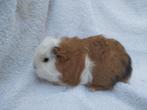 Ch Teddy caviabeertje te koop, Dieren en Toebehoren, Knaagdieren, Januari, Mannelijk, Cavia