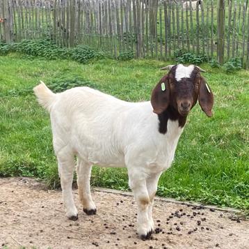 Mieke de chèvre Boer disponible aux enchères