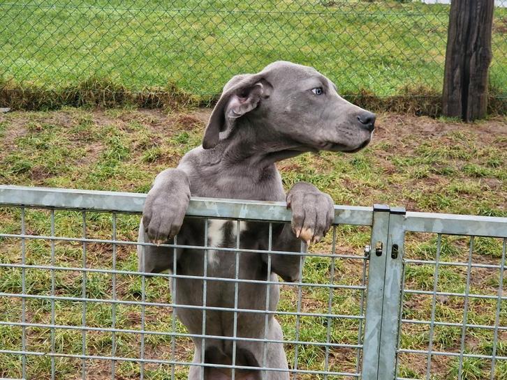 duitse dog pup blauw, Animaux & Accessoires, Chiens | Bouledogues, Pinschers & Molossoïdes, Chienne, Autres races, Éleveur | Professionnel