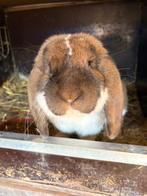 Franse hangoor, Mannelijk, Groot, Hangoor, 0 tot 2 jaar