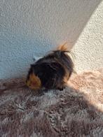 Cavia beertje, Dieren en Toebehoren, Knaagdieren, Cavia