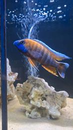 Aulonocara Eureka, Vis, Zoetwatervis, Schoolvis