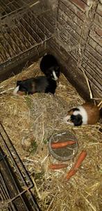 Cavia beertjes, Dieren en Toebehoren, Knaagdieren, Cavia