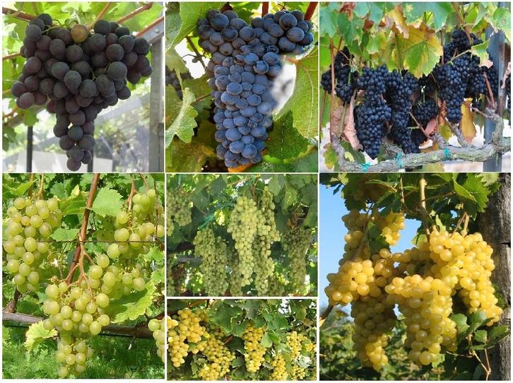 VIGNES : Regent, Boskoop Glory, Chasselas Doré, Bianca, ..., Jardin & Terrasse, Plantes | Jardin, Plante fixe, Plantes fruitières