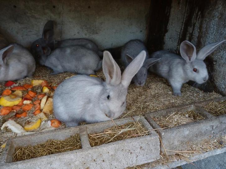 Raszuivere Blauw van Sint niklaas, Dieren en Toebehoren, Konijnen