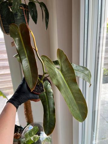 Philodendron Atabapoense beschikbaar voor biedingen
