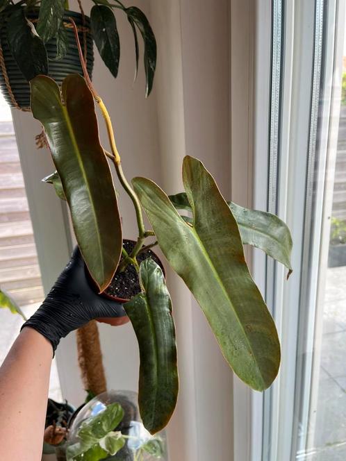 Philodendron Atabapoense, Huis en Inrichting, Kamerplanten, Ophalen of Verzenden