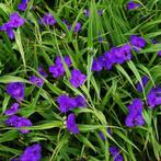 4 tradescantia leonora in 2 literpot, Tuin en Terras, Planten | Tuinplanten, Ophalen, Vaste plant
