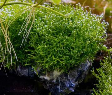 Riccia Fluitans beschikbaar voor biedingen