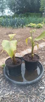 2 bananenplanten, Tuin en Terras, Ophalen