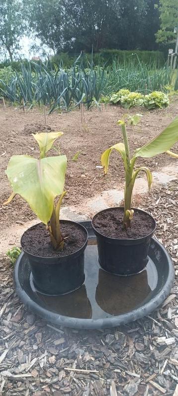 2 bananenplanten beschikbaar voor biedingen