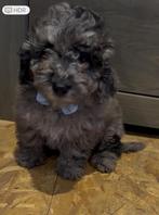 Poedel blue merle puppy, Dieren en Toebehoren, Poedel, België, Reu, CDV (hondenziekte)