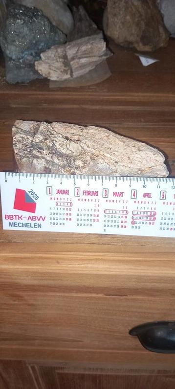 Opruiming NR3 fossielen versteend hout beschikbaar voor biedingen