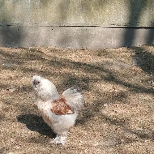 Zijdehoen haantje zoekt een nieuwe goede thuis!!!, Dieren en Toebehoren, Pluimvee