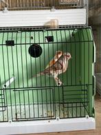 Canaris arlequins à vendre