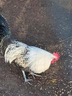 Brakels 1, Dieren en Toebehoren, Pluimvee