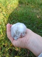 Minilop konijntjes, Dieren en Toebehoren, Konijnen, Meerdere dieren, Dwerg, Hangoor, 0 tot 2 jaar