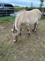 Zeer brave fjord, Dieren en Toebehoren, Paarden, Minder dan 160 cm, Gechipt, Ruin, 0 tot 2 jaar