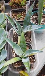agave, Tuin en Terras, Ophalen of Verzenden