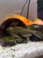 Synodontis, Dieren en Toebehoren, Vis