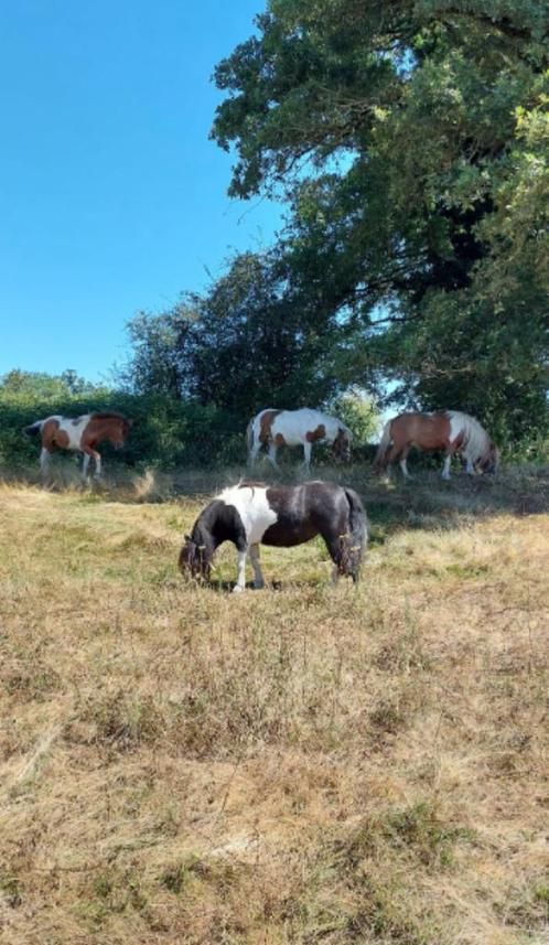 paardenopfok, Dieren en Toebehoren, Stalling en Weidegang, Opfok, Weidegang, 4 paarden of pony's of meer