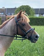 B-pony te koop., Dieren en Toebehoren, Pony's, B, B pony (1.17m tot 1.27m), 11 jaar of ouder, Recreatiepony