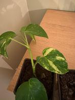 Drakenklimop, Enlèvement, Plante succulente