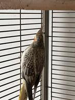 Calopsittes à vendre (le prix est de 75 tout compris), Animaux & Accessoires, Oiseaux | Perruches & Perroquets, Plusieurs animaux