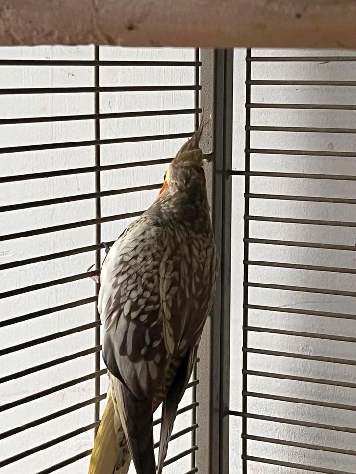 Calopsittes à vendre (le prix est de 75 tout compris), Animaux & Accessoires, Oiseaux | Perruches & Perroquets, Plusieurs animaux