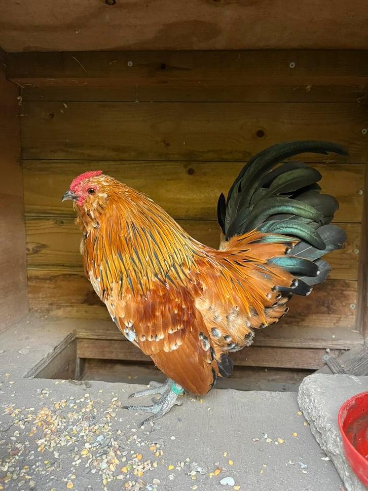 Antwerpse baardkriel haan duizendkleur, Dieren en Toebehoren, Pluimvee, Kip, Mannelijk