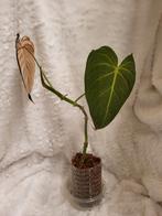Philodendron Glorious stekken, Huis en Inrichting, Kamerplanten, Ophalen, Overige soorten, Halfschaduw, Minder dan 100 cm