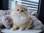 Britse korthaar, Dieren en Toebehoren, Poes, Gechipt, 0 tot 2 jaar