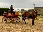 Koetspony, Dieren en Toebehoren, Merrie