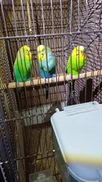 3 mooie grasparkieten te koop, Dieren en Toebehoren, Vogels | Parkieten en Papegaaien, Mannelijk, Parkiet