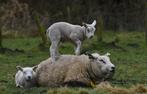 opvang voor neerhofdieren, Dieren en Toebehoren, Mannelijk