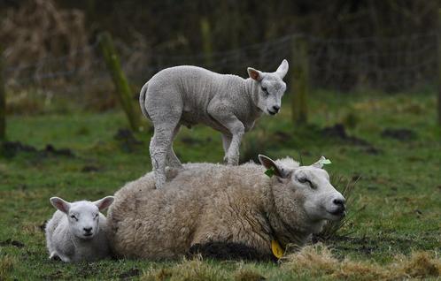 opvang voor neerhofdieren, Dieren en Toebehoren, Schapen, Geiten en Varkens, Mannelijk