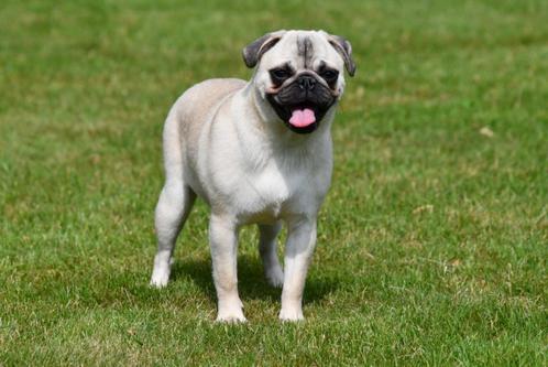 Mopshond teefje te koop, Dieren en Toebehoren, Honden | Bulldogs, Pinschers en Molossers, Teef, Overige rassen, Fokker | Professioneel
