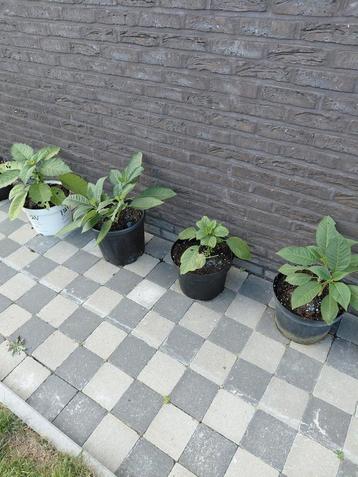 Brugmansia planten  beschikbaar voor biedingen