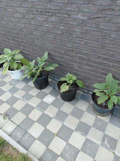 Brugmansia planten, Tuin en Terras, Planten | Tuinplanten, Ophalen