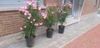 oleander, ideaal op terras restaurant, zwembad, tuin,veranda, Tuin en Terras, Ophalen, Vaste plant