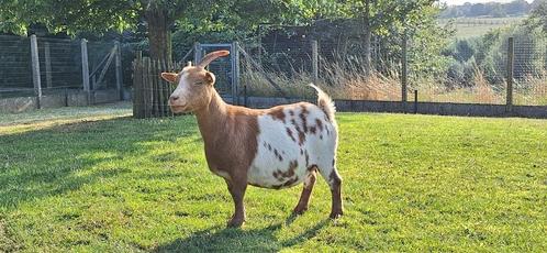 schapen, geiten en varkens, Dieren en Toebehoren, Overige Dieren, Vrouwelijk, April