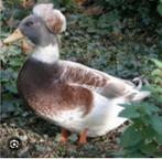 Lot oud hollandse kuifeenden, Dieren en Toebehoren, Pluimvee, Meerdere dieren, Eend